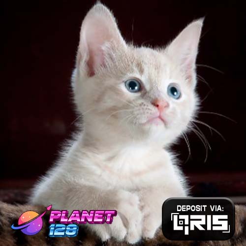 PLANET128: Akses Masuk Situs Toto Togel & Slot Toto Resmi Terlengkap